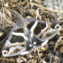 Grammodes stolida Grammodes stolida